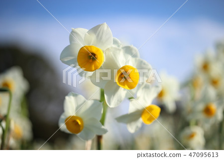 Narcissus 47095613