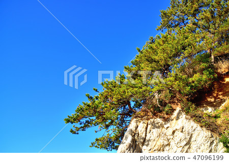 Black pine towering over the quay 47096199