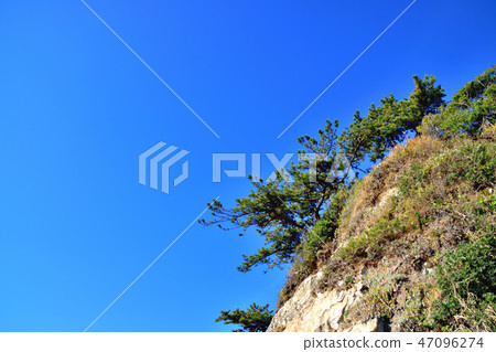 Black pine towering over the quay 47096274