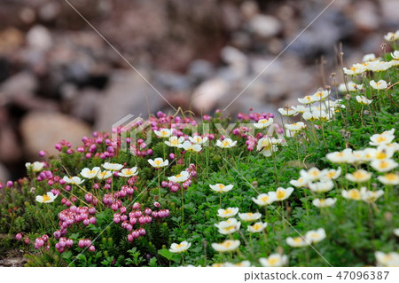 Ezonotsugazakura and Chingruma Daisetsuzan 47096387