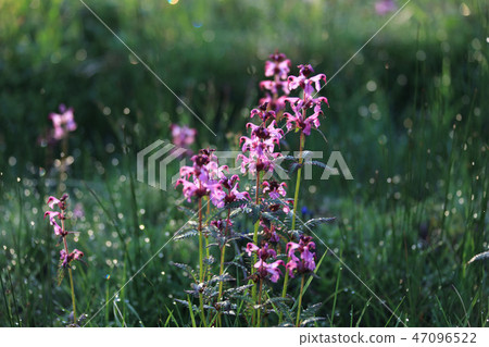 Yotsubashi gama和早晨光圓的迷離 47096522