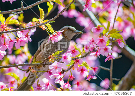 Spring in Japan Spring in Japan 47096567
