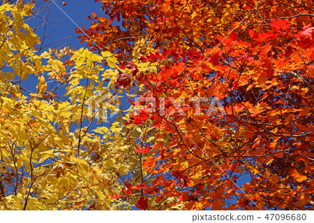 Autumn leaves in Matsukawa Campsite, red and yellow contrast Autumn leaves in Matsukawa Campsite, red and yellow contrast 47096680