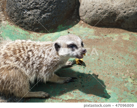 Meerkat Meal Meerkat Meal 47096809