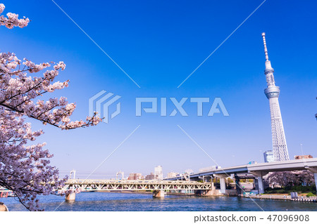 （東京）隅田公園附近的櫻花盛開的季節 47096908