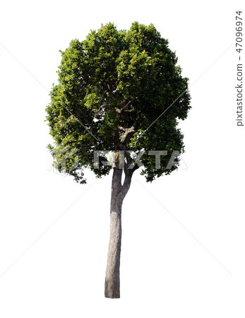 Isolated trees on white background. Isolated trees on white background. 47096974