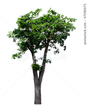 Isolated trees on white background. 47096975