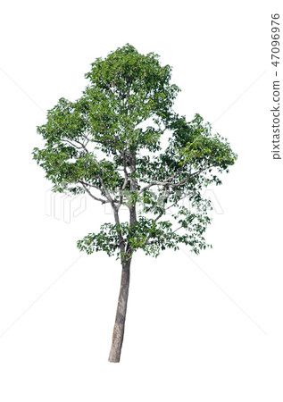 Isolated trees on white background. 47096976