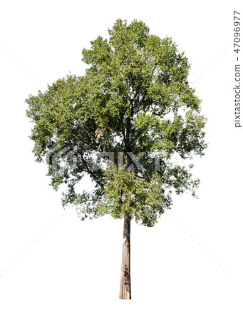 Isolated trees on white background. Isolated trees on white background. 47096977