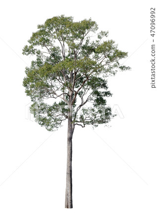 Isolated trees on white background. Isolated trees on white background. 47096992