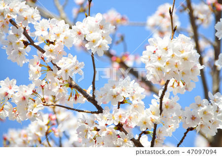 Blue sky and cherry blossoms in full bloom Blue sky and cherry blossoms in full bloom 47097094