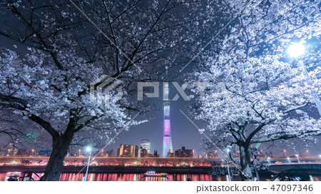 東京天空樹和Yozakura春天隅田公園 東京天空樹和Yozakura春天隅田公園 47097346