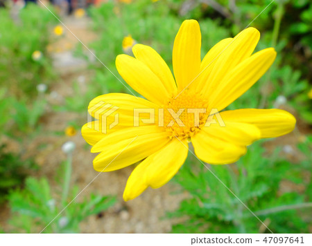 黃瑪格麗特 47097641