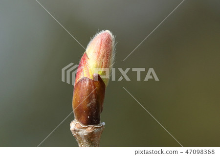 Nature plant Aesculus hippocastanum, winter bud of March. The young leaf started to expand after breaking the bud Nature plant Aesculus hippocastanum, winter bud of March. The young leaf started to expand after breaking the bud 47098368