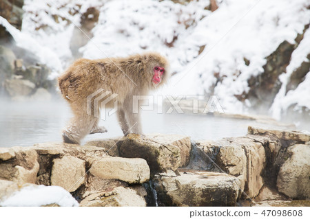 japanese macaque or snow monkey at hot spring japanese macaque or snow monkey at hot spring 47098608