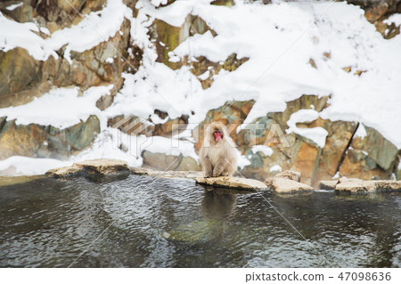 japanese macaque or snow monkey in hot spring japanese macaque or snow monkey in hot spring 47098636