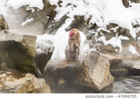 japanese macaque or snow monkey in hot spring 47098705
