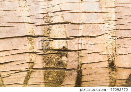 tree bark or wooden surface background tree bark or wooden surface background 47098770