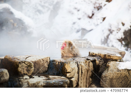 japanese macaque or snow monkey in hot spring japanese macaque or snow monkey in hot spring 47098774