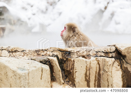 japanese macaque or snow monkey in hot spring japanese macaque or snow monkey in hot spring 47098808