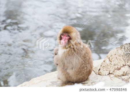 japanese macaque or snow monkey in hot spring japanese macaque or snow monkey in hot spring 47098846