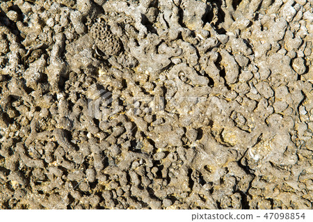 close up of hard stony coral close up of hard stony coral 47098854