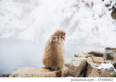 japanese macaque or snow monkey in hot spring japanese macaque or snow monkey in hot spring 47098992