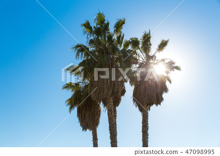 palm trees over sun at venice beach, california 47098995