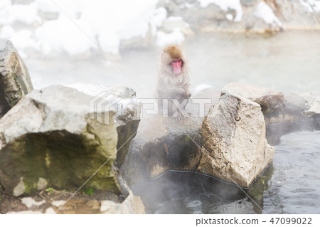 japanese macaque or snow monkey in hot spring japanese macaque or snow monkey in hot spring 47099022