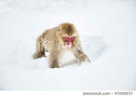 japanese macaque or monkey searching food in snow japanese macaque or monkey searching food in snow 47099037
