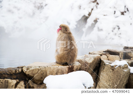 japanese macaque or snow monkey in hot spring japanese macaque or snow monkey in hot spring 47099041