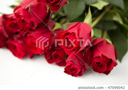 close up of red roses bunch close up of red roses bunch 47099042