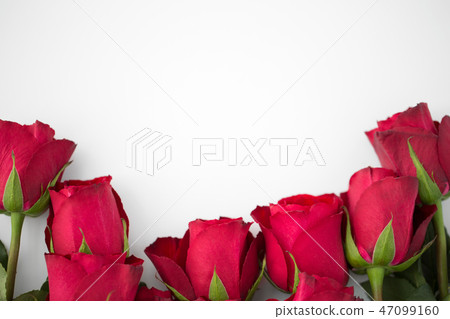 close up of red roses on white background close up of red roses on white background 47099160