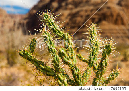 thorny cactus growing in desert of grand canyon thorny cactus growing in desert of grand canyon 47099165