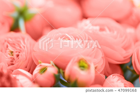 beautiful ranunculus flowers in living coral color beautiful ranunculus flowers in living coral color 47099168