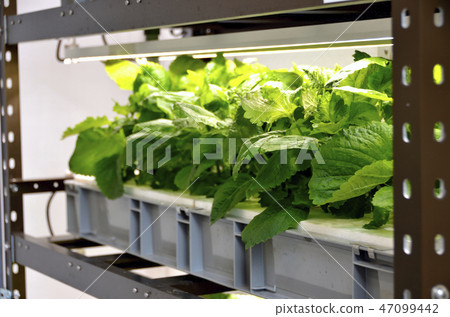 Indoor cultivation of leafy vegetables like vegetable factory 47099442