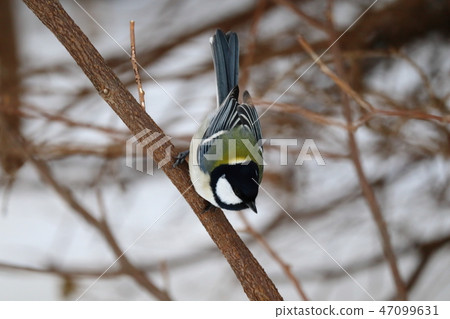大山雀棲息在樹枝上 大山雀棲息在樹枝上 47099631