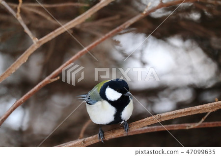 Great tit perched on a tree branch Great tit perched on a tree branch 47099635
