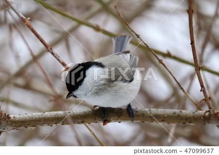 棲息在樹枝的Hashibetogara 棲息在樹枝的Hashibetogara 47099637