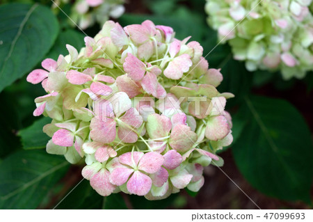 June rainy season early summer Beni Temari light pink hydrangea 47099693