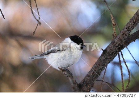Hashibetogara perching on a tree branch 47099727