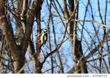 Great Spotted Woodpecker 47099733