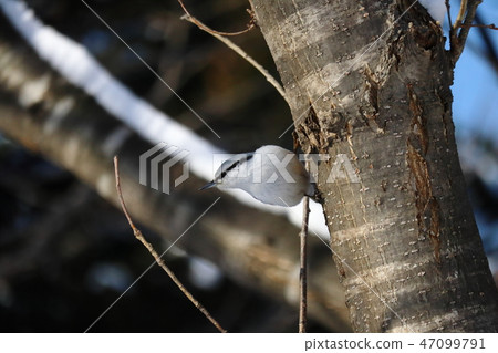 Tears falling in a tree Tears falling in a tree 47099791