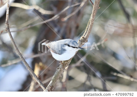 Tear in a tree branch 47099792