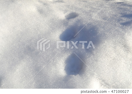在雪上得到的野獸的腳印 在雪上得到的野獸的腳印 47100027