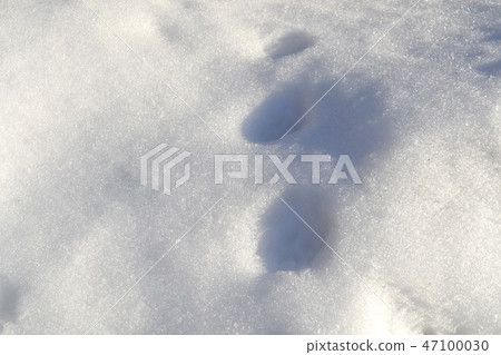 在雪上得到的野獸的腳印 在雪上得到的野獸的腳印 47100030