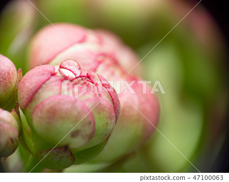 Water drop on pink flower petal macro Water drop on pink flower petal macro 47100063