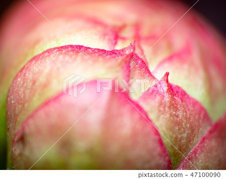 Water drop on pink flower petal macro Water drop on pink flower petal macro 47100090