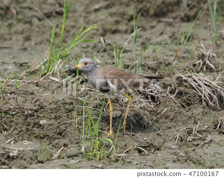 凱利 凱利 47100167