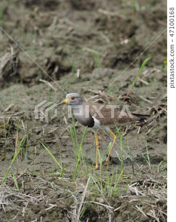 凱利 凱利 47100168